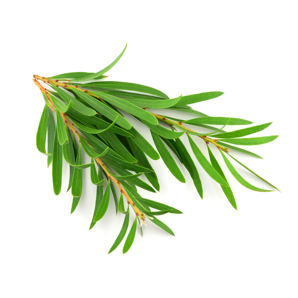 Tea Tree Ingredient Image